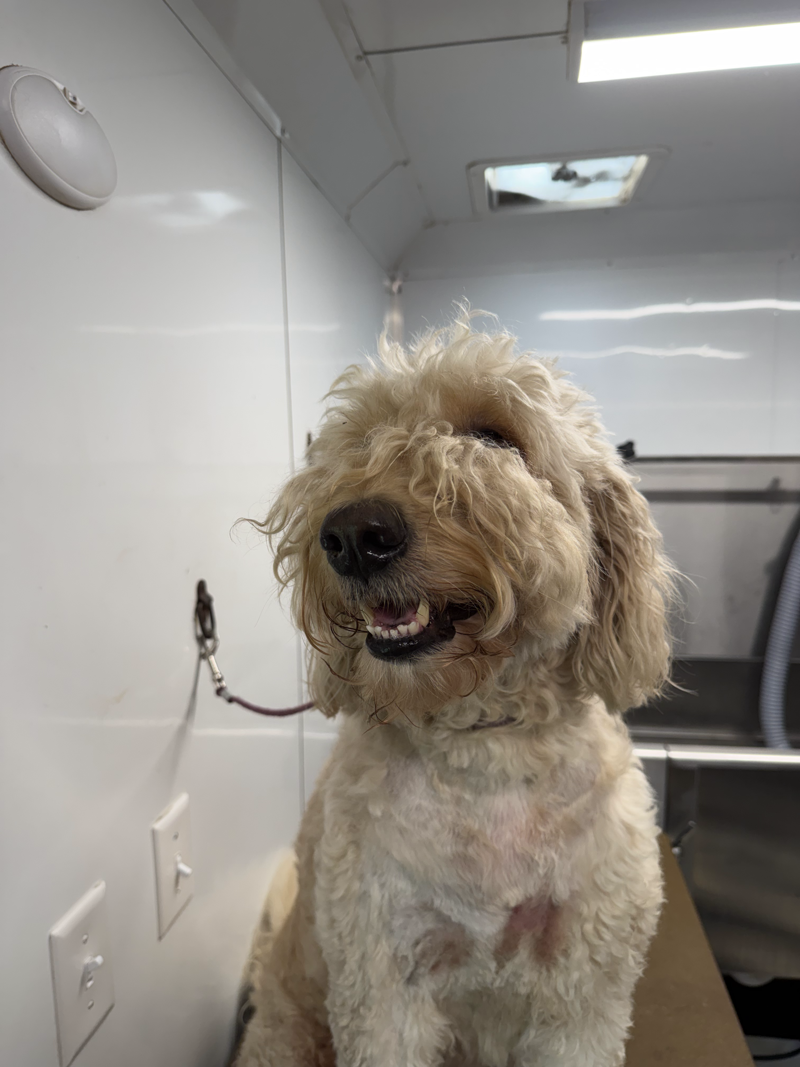 Before grooming